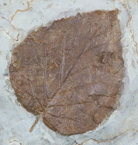Fossil Leaf (Davidia antiqua) - Montana #56188